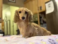 Eng Cream Import , a female Miniature Dachshund for sale in Oneonta, NY – Photo 3 of 8