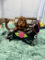 Champion bred Lh female russian, a female Miniature Dachshund for sale in Oneonta, NY – 10 of 10