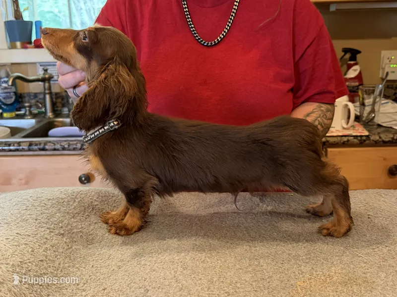 Russian akc – Miniature Dachshund puppy for sale in Oneonta, NY
