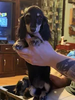 Ch import akc, a female Miniature Dachshund for sale in Oneonta, NY – 5 of 9