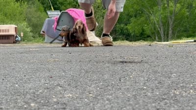 Pork chops AKC show boy , a male Miniature Dachshund for sale in Oneonta, NY – 10 of 10