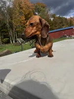 Russian AKC dad is Gold GCH, a female Miniature Dachshund for sale in Oneonta, NY – 7 of 8