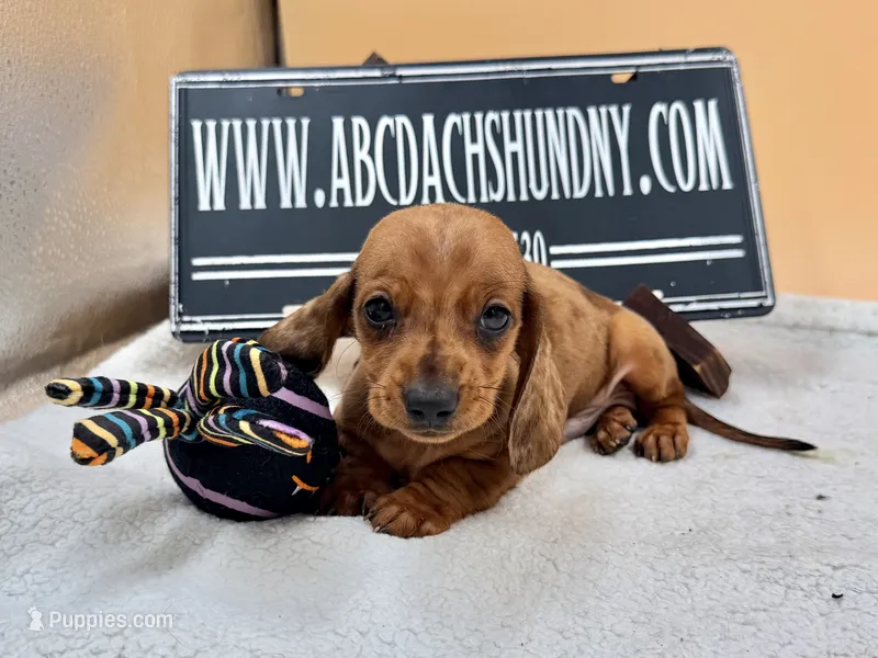 Russian smooth red dapple – Dachshund puppy for sale in Oneonta, NY