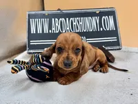 Russian smooth red dapple, a male Dachshund for sale in Oneonta, NY – 2 of 6