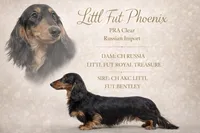 Russian AKC , a female Miniature Dachshund for sale in Oneonta, NY – 7 of 8