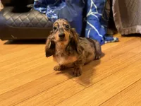 Pra clear AKC import sale, a male Miniature Dachshund for sale in Oneonta, NY – 6 of 9