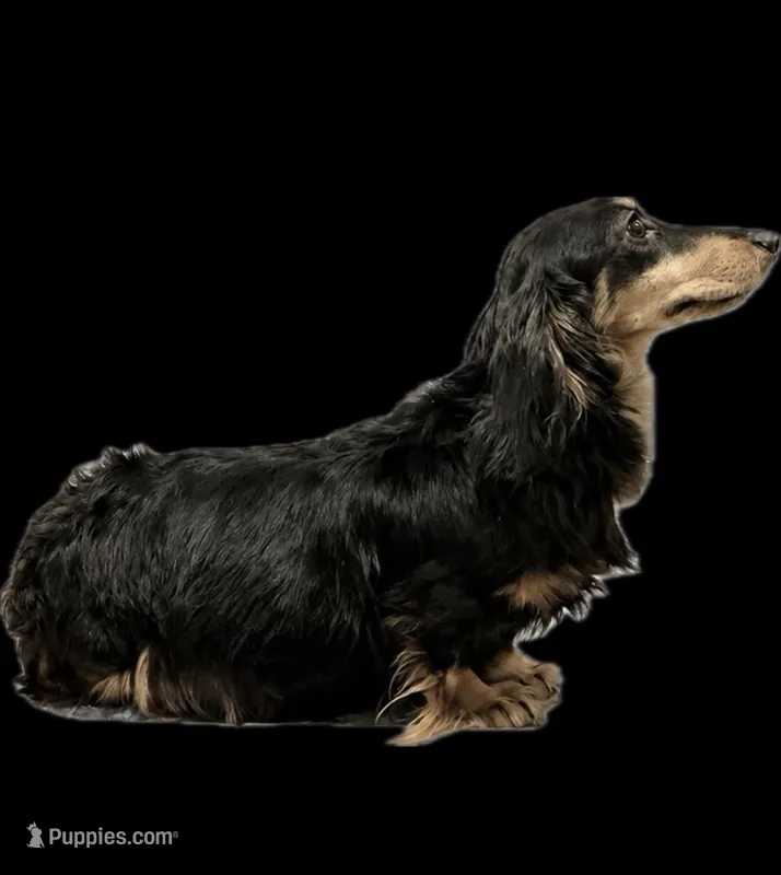 Ch bred spayed housebroken – Miniature Dachshund puppy for sale in Oneonta, NY
