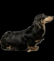 Ch bred spayed housebroken, a female Miniature Dachshund for sale in Oneonta, NY – 1 of 6