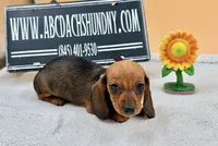 Russian Smooth red, a female Dachshund for sale in Oneonta, NY – 4 of 6
