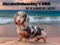 Import AKC , a male Miniature Dachshund for sale in Oneonta, NY – Photo 8 of 8