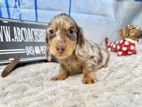 Import AKC , a male Miniature Dachshund for sale in Oneonta, NY – Photo 3 of 8