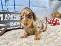 Import AKC , a male Miniature Dachshund for sale in Oneonta, NY – Photo 4 of 8