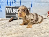 Import AKC , a male Miniature Dachshund for sale in Oneonta, NY – Photo 6 of 8