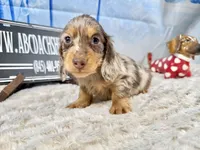Import AKC , a male Miniature Dachshund for sale in Oneonta, NY – Photo 2 of 8