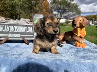 Uk import cream, a male Miniature Dachshund for sale in Oneonta, NY – 3 of 8