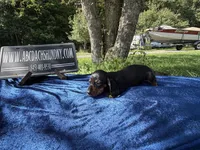 Russian smooth, a male Dachshund for sale in Oneonta, NY – 3 of 4
