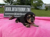 S.African AKC, a female Miniature Dachshund for sale in Oneonta, NY – 5 of 10