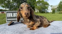 AKC Russian , a male Miniature Dachshund for sale in Oneonta, NY – 5 of 10