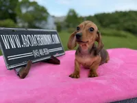 AKC IMPORT PRA Clear sale, a female Miniature Dachshund for sale in Oneonta, NY – 7 of 10