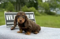 Ch Russian, a male Miniature Dachshund for sale in Oneonta, NY – 7 of 10