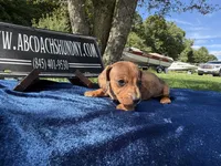 Russian smooth red dapple, a male Dachshund for sale in Oneonta, NY – 6 of 7