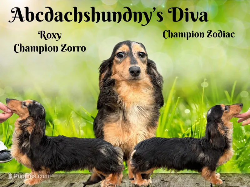 Diva full AKC Russian pra clear- show quality – Miniature Dachshund puppy for sale in Oneonta, NY