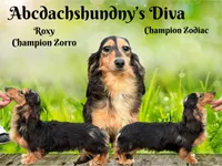 Diva full AKC Russian pra clear- show quality, a female Miniature Dachshund for sale in Oneonta, NY – 1 of 1