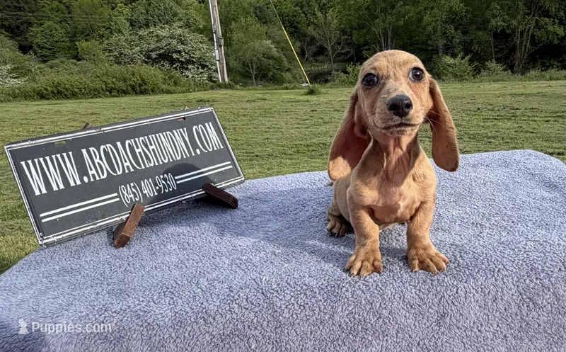 Smooth Brindle – Miniature Dachshund puppy for sale in Oneonta, NY