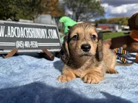 Uk import dapple, a male Miniature Dachshund for sale in Oneonta, NY – 4 of 6