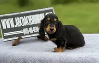 Ch russian, a male Miniature Dachshund for sale in Oneonta, NY – 3 of 10