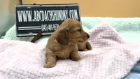 Dapple Russian akc, a female Miniature Dachshund for sale in Oneonta, NY – 2 of 7