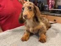 Russian akc, a male Miniature Dachshund for sale in Oneonta, NY – 2 of 7