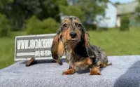 AKC show boy- russian sale, a male Miniature Dachshund for sale in Oneonta, NY – 4 of 10