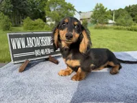 Russian Carrie’s cream sale, a male Miniature Dachshund for sale in Oneonta, NY – 8 of 10