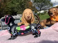 Russian AKC Carrie’s cream, a female Miniature Dachshund for sale in Oneonta, NY – 2 of 5
