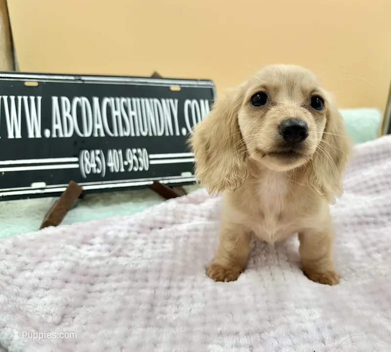 Charity South African  – Miniature Dachshund puppy for sale in Oneonta, NY