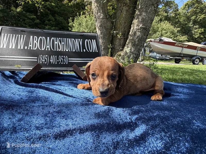Russian smooth red dapple – Dachshund puppy for sale in Oneonta, NY