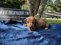 Russian smooth red dapple, a male Dachshund for sale in Oneonta, NY – 1 of 7