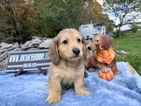 Uk choc creamDappleSire, a male Miniature Dachshund for sale in Oneonta, NY – 10 of 10