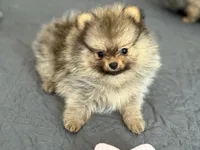 Ricky, a male Pomeranian for sale in Los Angeles, CA – Photo 5 of 6