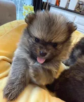 Ricky, a male Pomeranian for sale in Los Angeles, CA – Photo 6 of 6