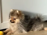 Ricky, a male Pomeranian for sale in Los Angeles, CA – Photo 2 of 6