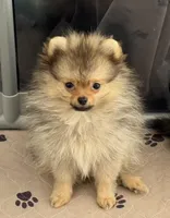 Ricky, a male Pomeranian for sale in Los Angeles, CA – Photo 1 of 6