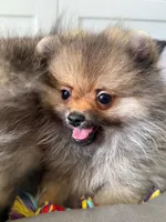 Kiki, a male Pomeranian for sale in Los Angeles, CA – Photo 3 of 7