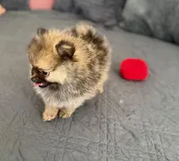 Kiki, a male Pomeranian for sale in Los Angeles, CA – Photo 4 of 7