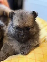 Kiki, a male Pomeranian for sale in Los Angeles, CA – Photo 7 of 7
