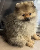 Kiki, a male Pomeranian for sale in Los Angeles, CA – Photo 2 of 7