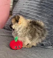 Kiki, a male Pomeranian for sale in Los Angeles, CA – Photo 5 of 7