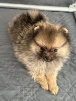 Kiki, a male Pomeranian for sale in Los Angeles, CA – Photo 6 of 7