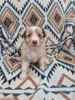 Red, a male Miniature Australian Shepherd for sale in Lake Charles, LA – 2 of 5